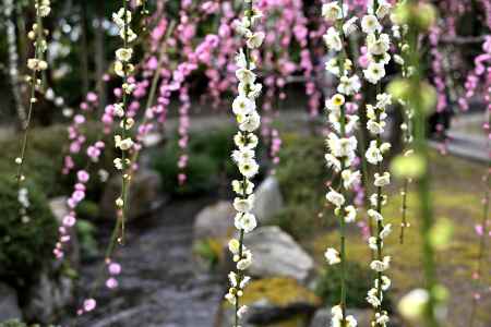 城南宮　枝垂れ梅　Scene12