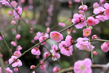 城南宮　枝垂れ梅　Scene13