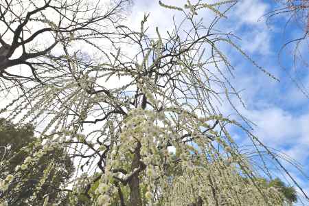 城南宮　枝垂れ梅　Scene14