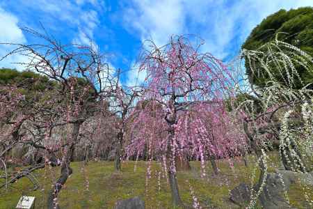 城南宮　枝垂れ梅　Scene15