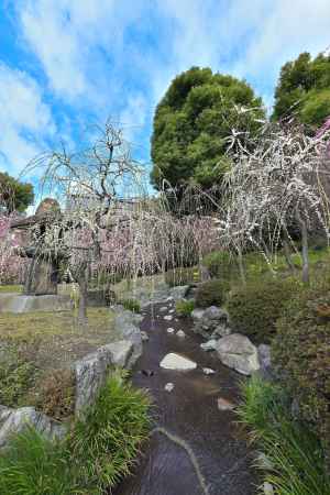 城南宮　枝垂れ梅　Scene16