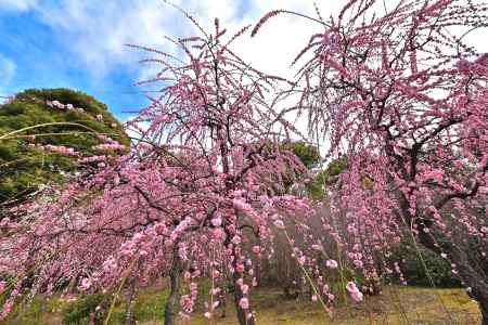 城南宮　枝垂れ梅　Scene17