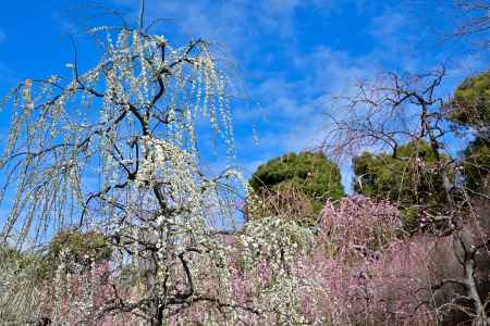 城南宮　枝垂れ梅　Scene20