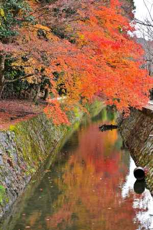 哲学の道　紅葉風景　scene2