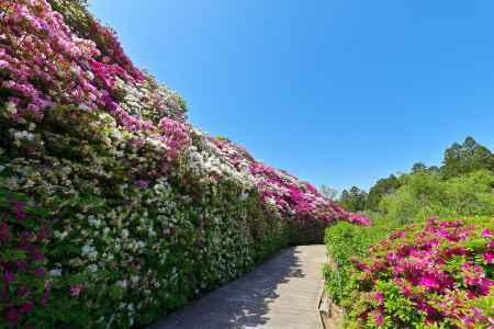 三室戸寺　つつじ　scene２