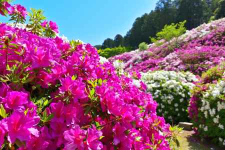 三室戸寺　つつじ　scene３