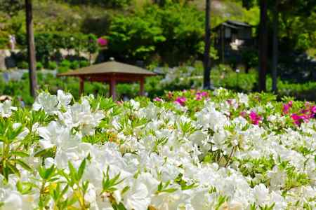 三室戸寺　つつじ　scene４