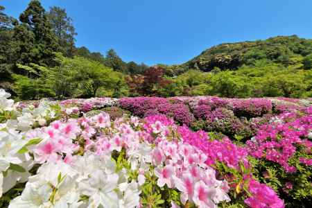 三室戸寺　つつじ　scene５