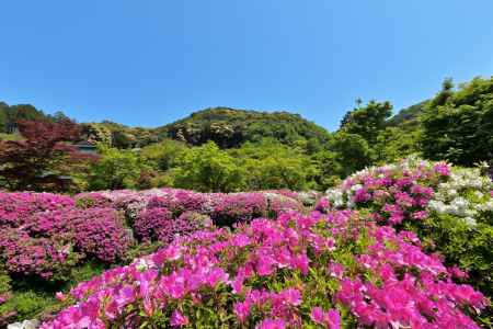 三室戸寺　つつじ　scene６