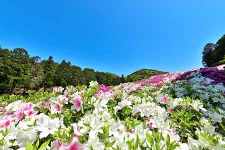 三室戸寺　つつじ　scene７