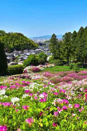 三室戸寺　つつじ　scene８