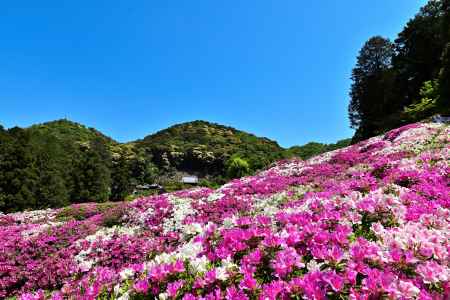 三室戸寺　つつじ　scene９