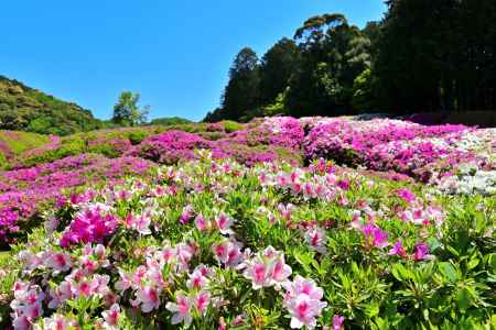 三室戸寺　つつじ　scene10