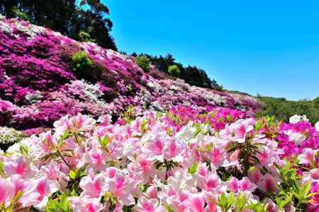 三室戸寺　つつじ　scene12