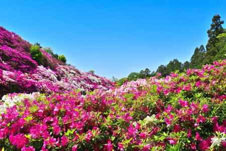 三室戸寺　つつじ　scene13