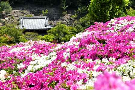 三室戸寺　つつじ　scene15