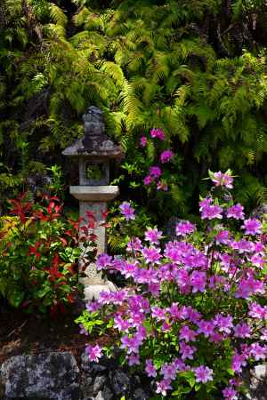 三室戸寺　つつじ　scene16