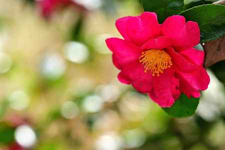 丸ボケが引き立てる山茶花