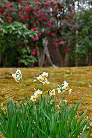 山茶花を背景にした水仙