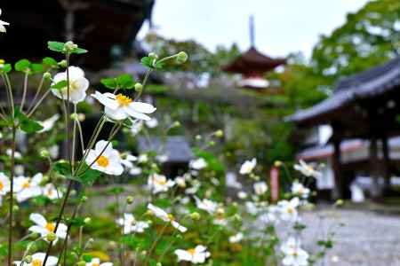 秋明菊　善峯寺＃１