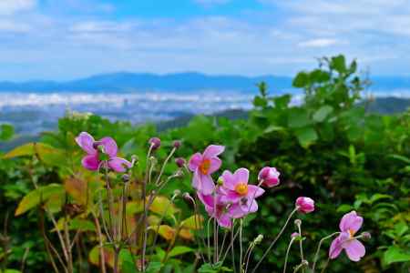 秋明菊　善峯寺＃２