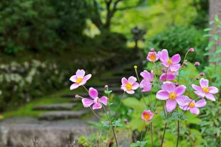 秋明菊　善峯寺＃３