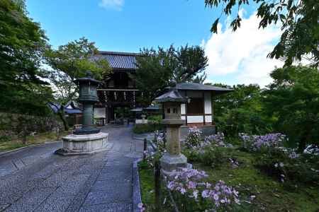 秋明菊　善峯寺＃１０