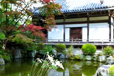 秋明菊　善峯寺＃１１