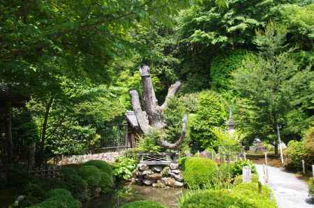 寂光院の千年姫小松