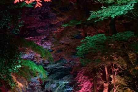 下鴨神社　糺の森ライトアップ