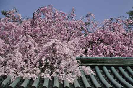 平安神宮の枝垂れ