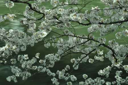 疏水の桜