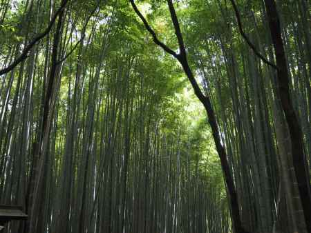 朝、初夏の竹林ー嵐山