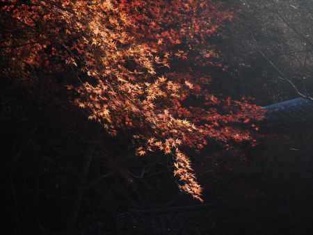 光と紅葉ー瑠璃光院