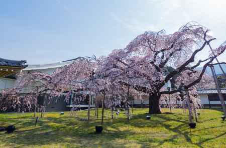 醍醐寺さくら