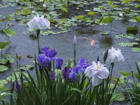 雨に咲く花菖蒲