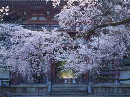 醍醐寺桜