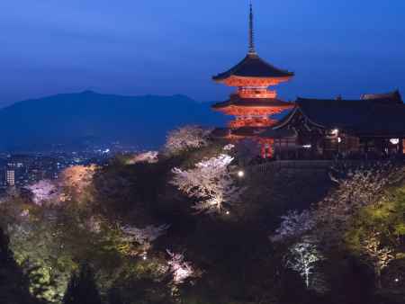 桜ライトアップ