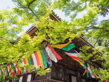 初夏の永観堂