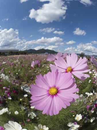 夢コスモス園
