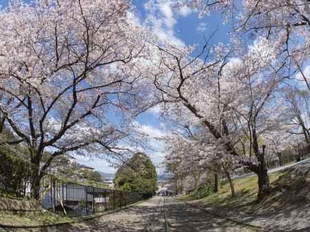 インクラインさくら