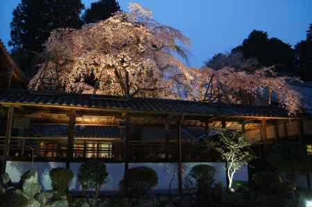なりひら寺の天蓋桜