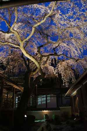 降り注ぐ天蓋桜