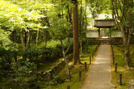 竹の寺の青紅葉