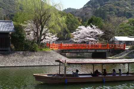 宇治川からお花見