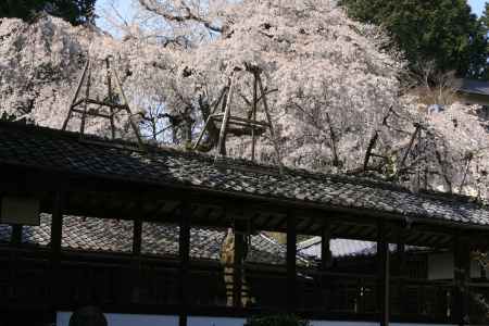 十輪寺の桜