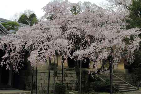 春の光明寺