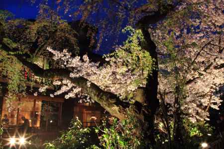 祇園春の賑わい