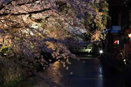 白川の夜桜