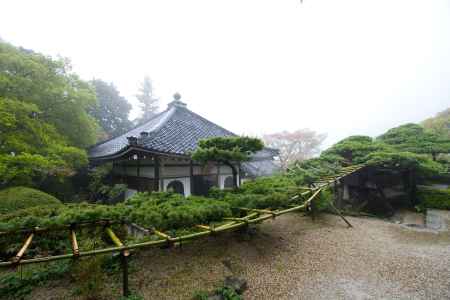 善峯寺　游龍の松